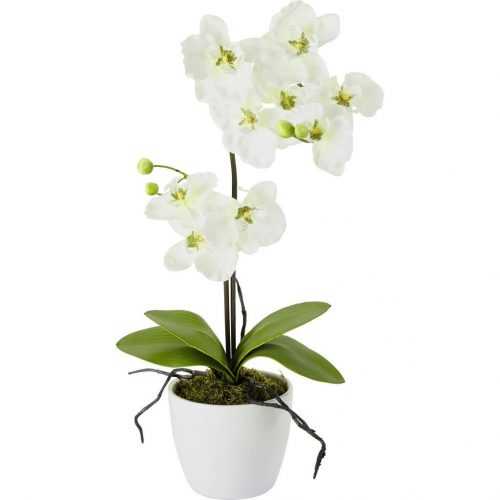 Rostlina Umělá Orchidee