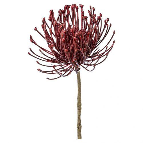 Dekoračná Rastlina Protea